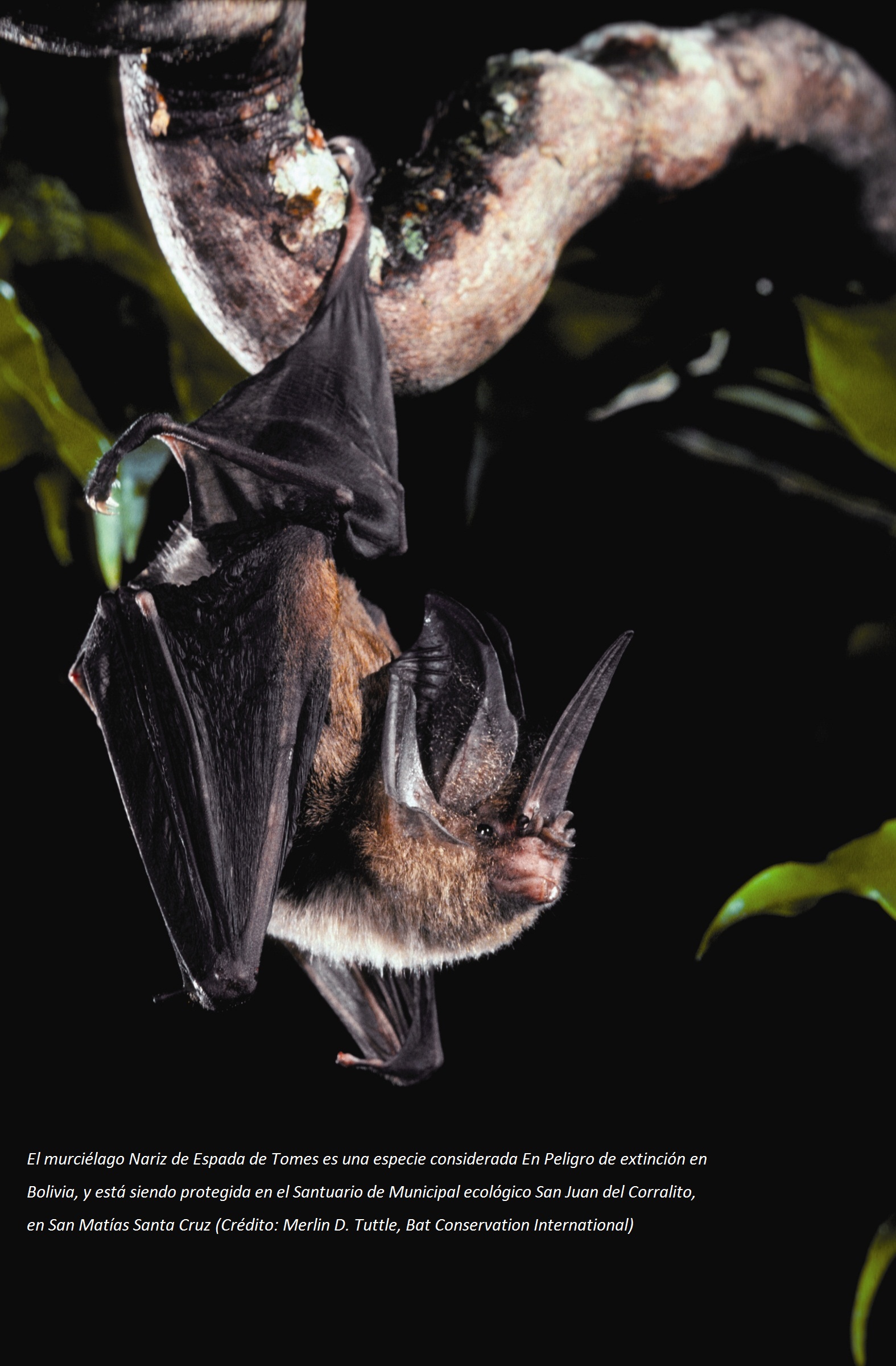 Los Murciélagos: héroes nocturnos Imagen 1