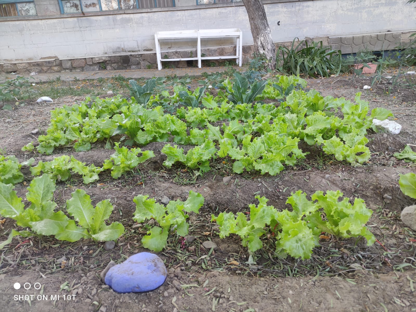 COLEGIO PILOTO EN HUERTOS Y EDUCACIÓN AMBIENTAL Imagen 2
