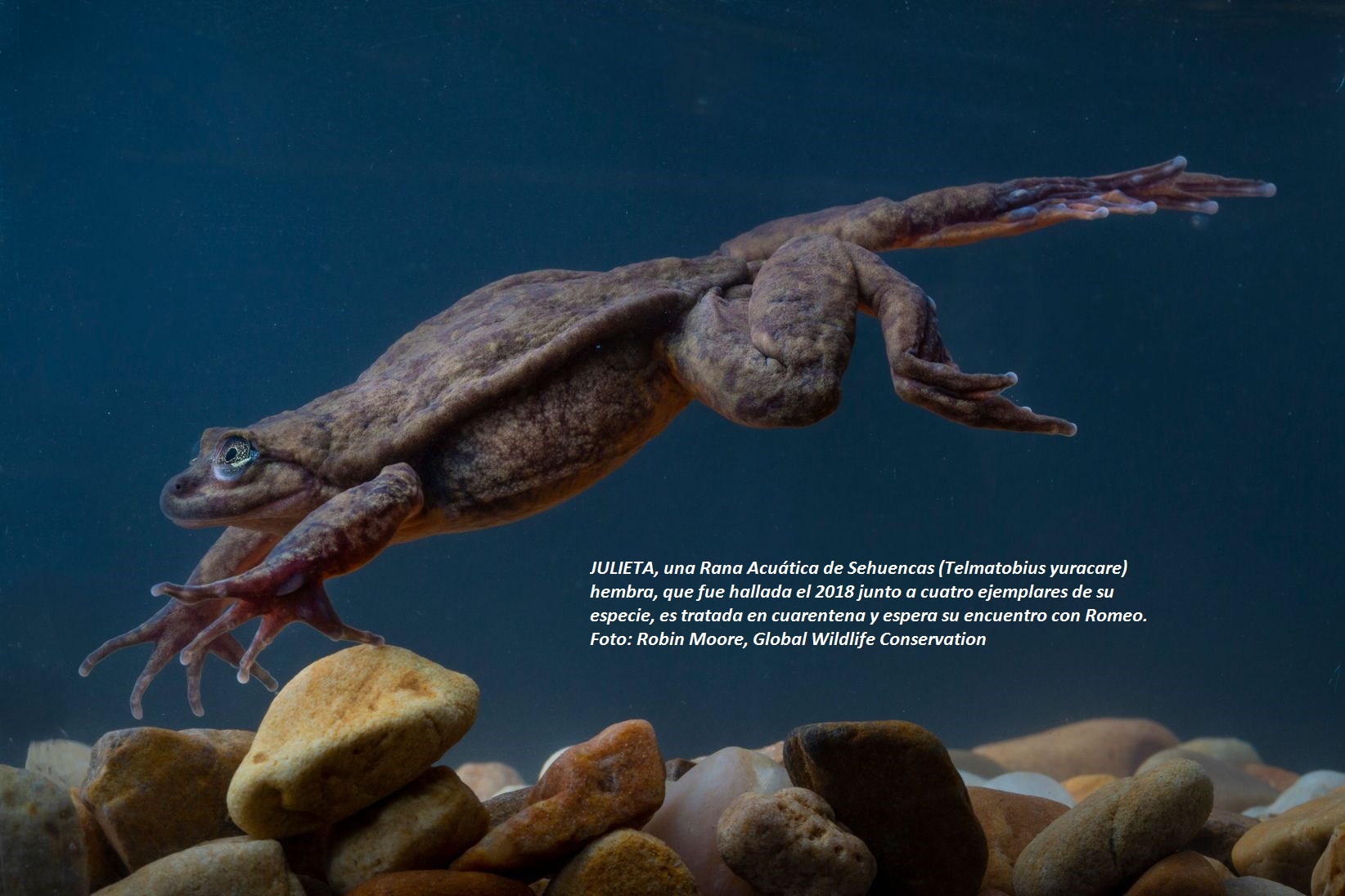 UNA JULIETA PARA ROMEO, La hazaña científica que podría salvar especies bolivianas en peligro extinción Imagen 2